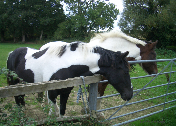 Piebald Horse