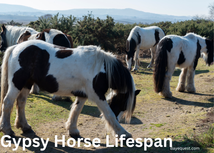 Gypsy Horse Lifespan