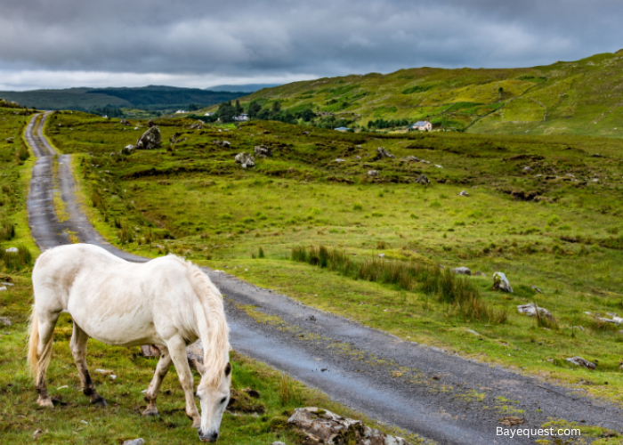 Connemara Pony