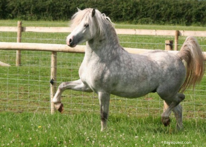 Welsh Mountain Pony