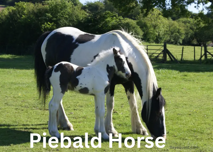 Piebald Horse