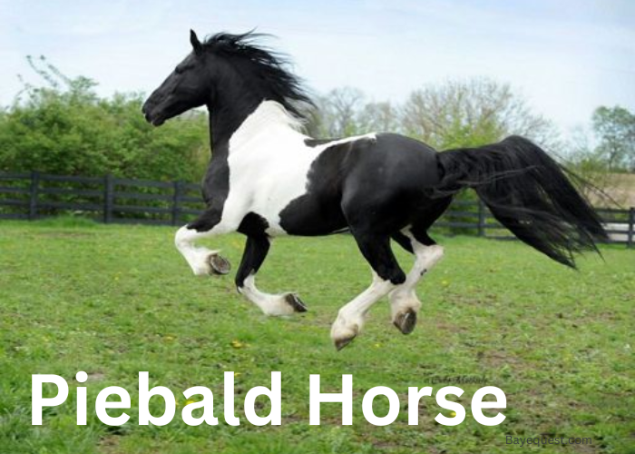 Piebald Horse