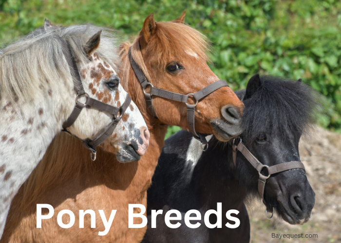 Pony Breeds