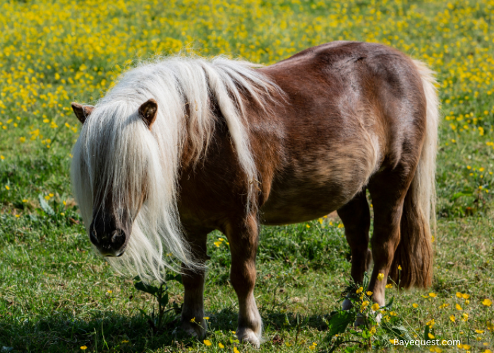 Shetland Pony