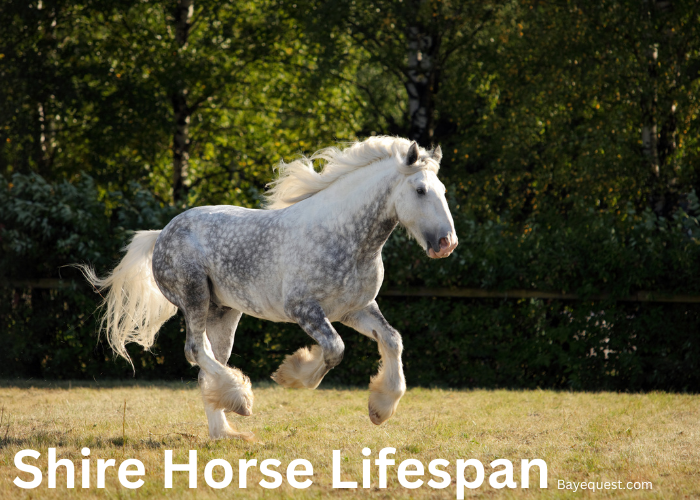 Shire Horse Lifespan