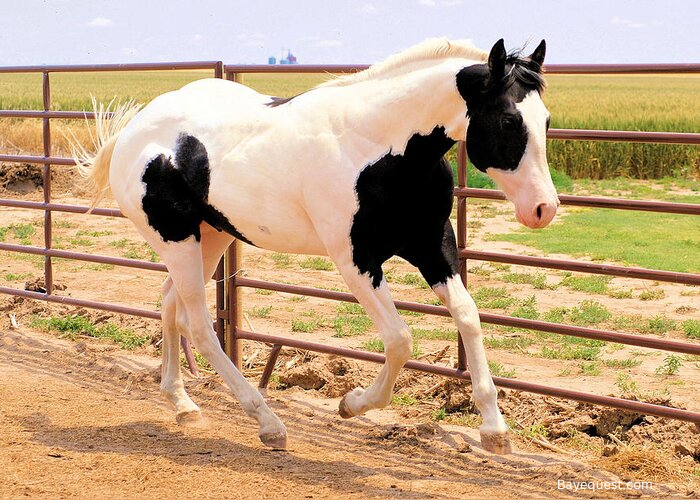 Tobiano Paint Horse