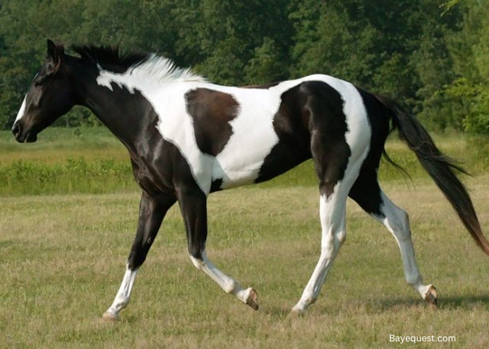 Tobiano Paint Horse