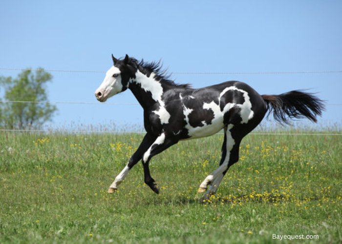 Tobiano Paint Horse