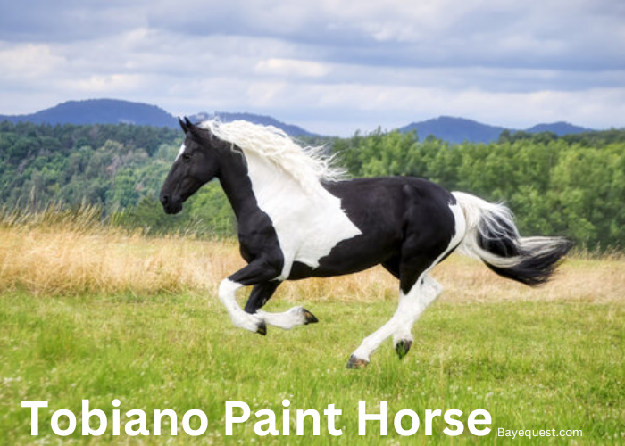 Tobiano Paint Horse