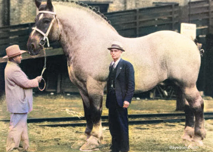 Goliath Biggest Shire Horse