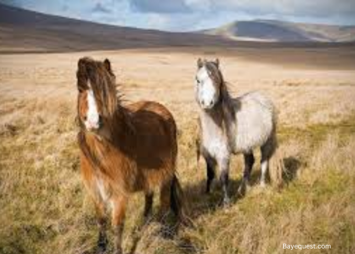 Welsh Pony and Cob